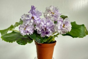 Фиалка пломбир с черникой