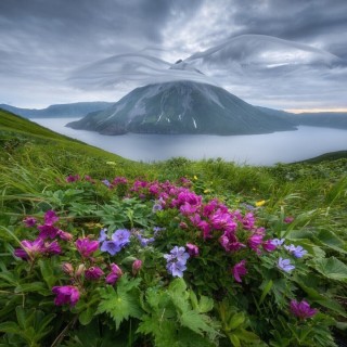 Цветы сахалина