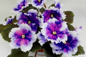 Фиалка авантюра