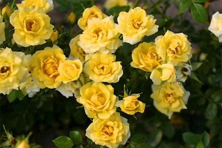 Роза почвопокровная йеллоу фейри