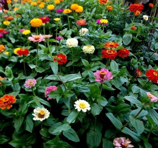 Панычи цветы