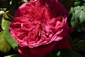 Роза чайно гибридная алан сушон