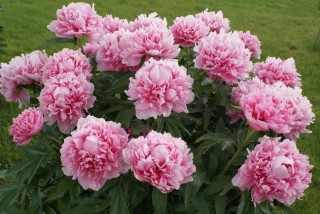 Бесс бокстос пион