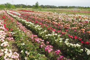 Питомники роз в краснодарском крае