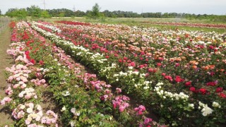 Питомники роз в краснодарском крае