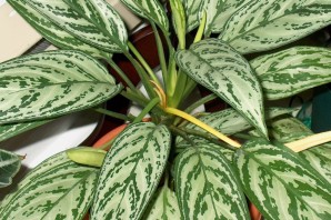 Цветок с пятнистыми листьями