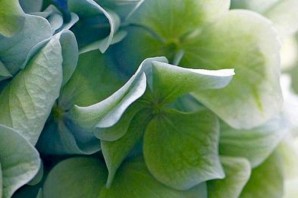 Зеленая гортензия