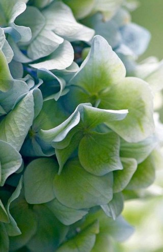 Зеленая гортензия