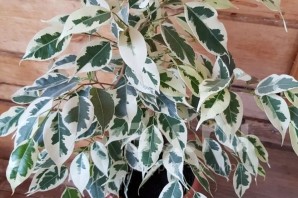 Фикус с бело зелеными листьями