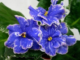 Фиалка ват шарман