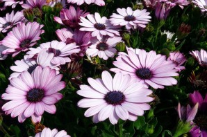 Цветы однолетники