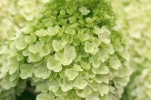 Гортензия метельчатая мэджикал килиманджаро