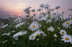 Ромашки на рабочий стол