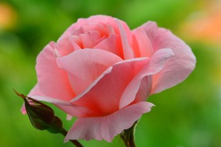 Красивые розовые розы