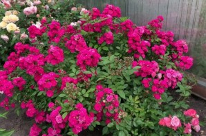 Роза мускусный гибрид динки