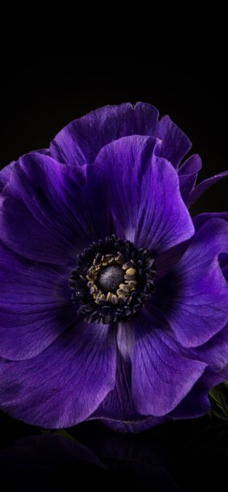 Цветок фиолетового цвета