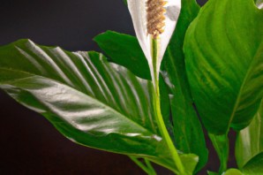 Спатифиллум с красными цветами