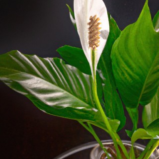 Спатифиллум с красными цветами