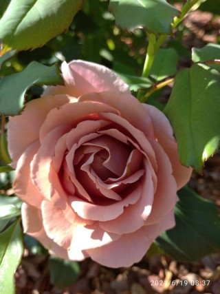 Роза сент оф вумен