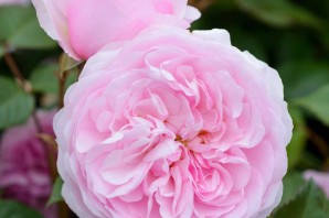 Роза оливия остин