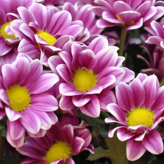 Фиолетовая хризантема