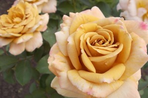 Хани дижон роза