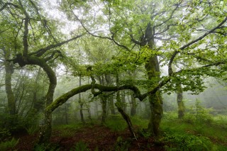 Лиановый лес в дагестане