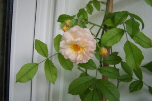 Роза толбиак