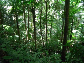 Влажные тропические леса ацинананы