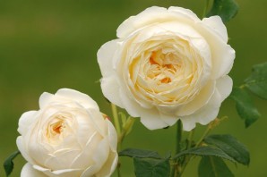 Роза сэр джон бенджамин