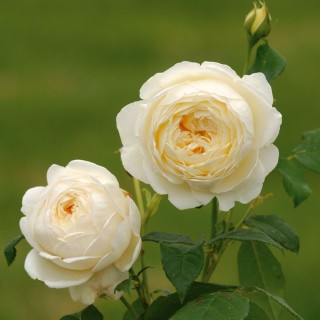 Роза сэр джон бенджамин