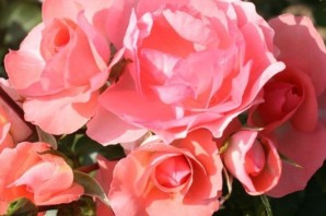 Роза жардин де франс