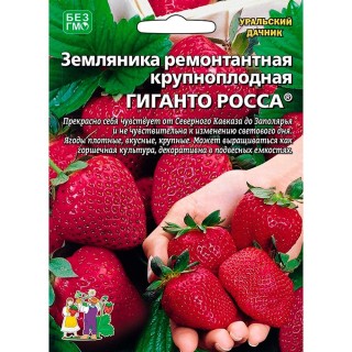 Клубника сан андреас