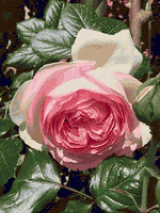 Роза пьер карден