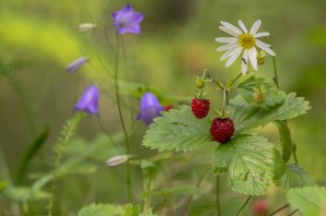 Земляника александрина
