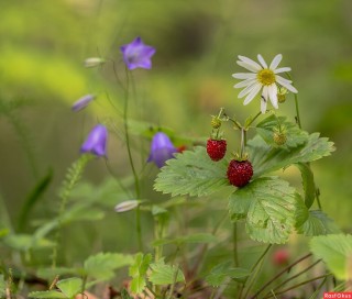 Земляника александрина