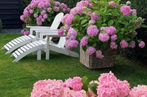 Красивые растения для сада