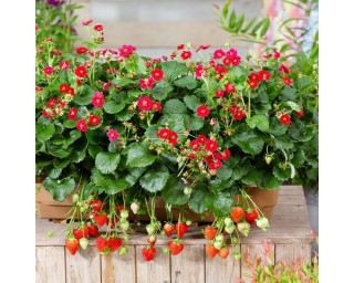 Клубника чаровница