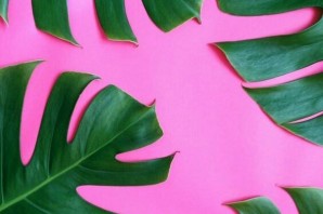 Тропические растения