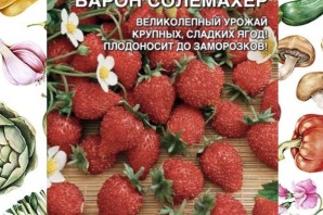 Земляника ремонтантная барон солемахер