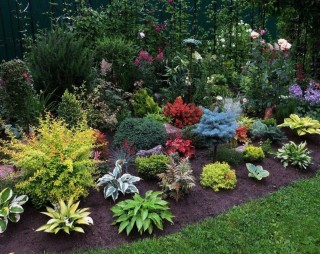 Декоративные растения для дачи