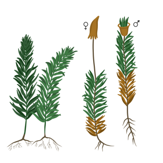 Мох кукушкин лен