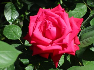 Роза эсмеральда