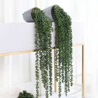 Свисающие комнатные растения