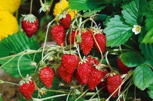 Земляника барон солемахер