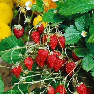 Земляника барон солемахер