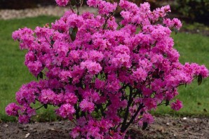 Красивые цветущие кустарники