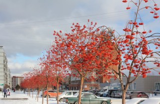 Дерево рябина осенью