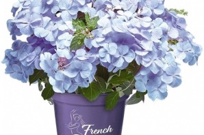 Гортензия френч болеро