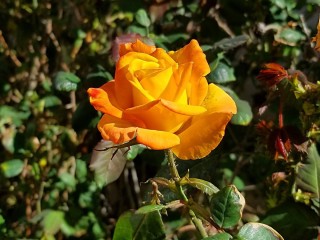 Роза чайно гибридная желтый остров